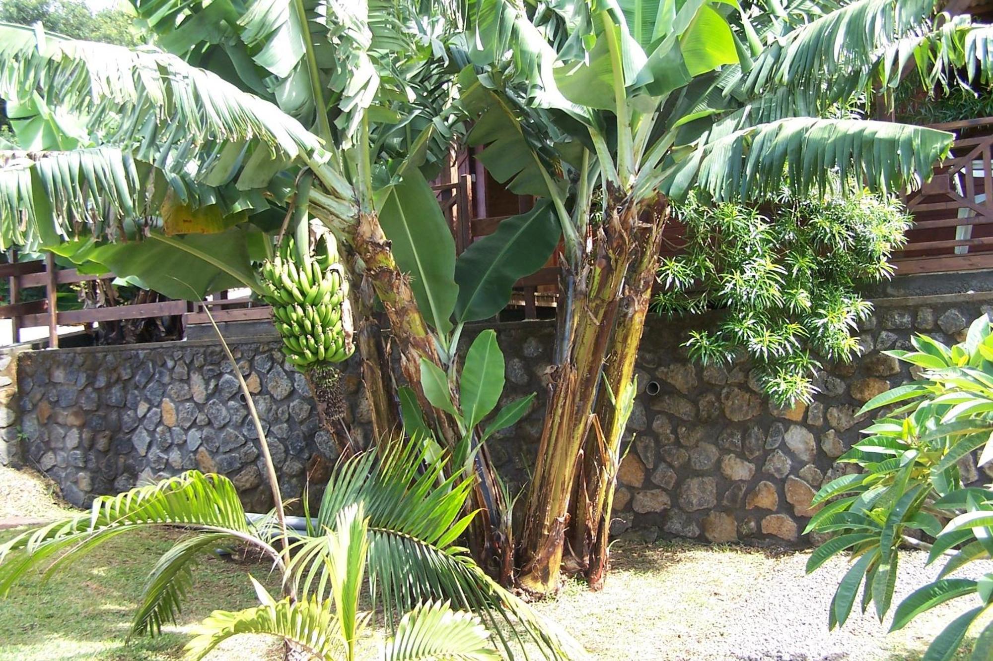 Les Vanilliers Location BUNGALOWS Saint-Joseph Chambre photo
